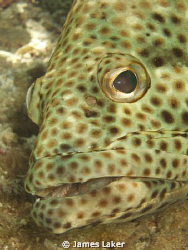 Grouper close-up by James Laker 